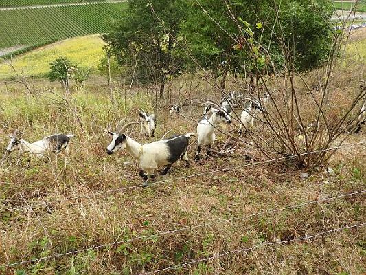 Ziegenherde im Freien