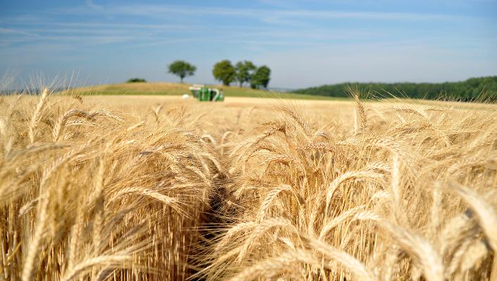 Versuchsfeld Ernte