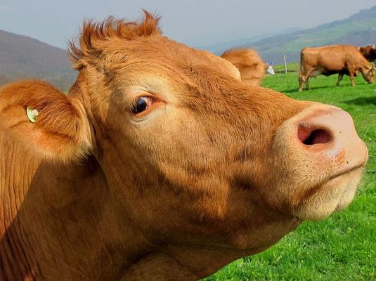 Mutterkuh Limousin Kopf Mutterkuh Limousin Kopf