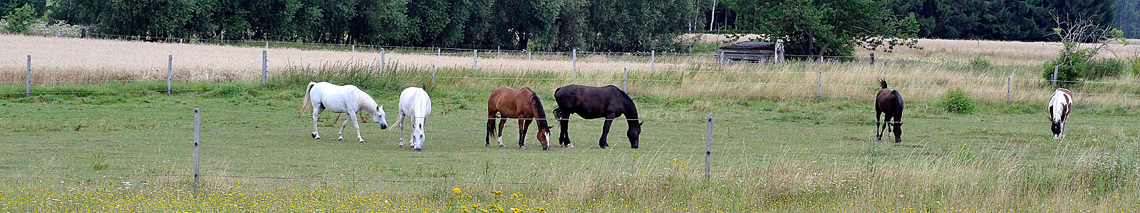 Pferde auf der Weide ©Feuerbach